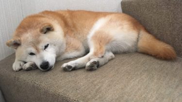 愛犬と暮らす幸せ、愛犬ランとかれこれ16年